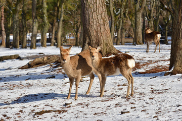 Wild deers on the snow, Japan
