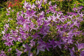 Background Purple Flowers