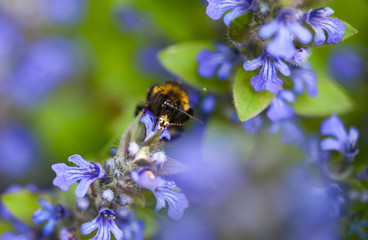 Blooming blue bugleweeds