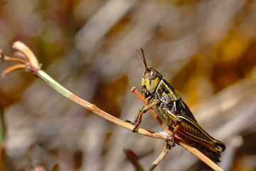 Saltamontes (acrididae)