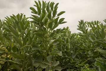 Farm field of broad beans
