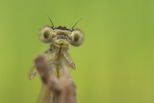 Retrato de Caballito del diablo en verde