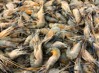 Giant river prawns
