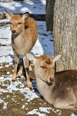 Fototapeta premium Wild deers on the snow, Japan