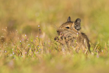 Ratón cola de pincel (Octodon degu) comiendo en el cesped
