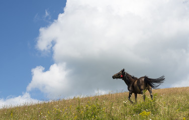 The horse in the green meadow