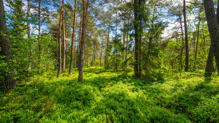 Obraz premium Forest in Bavaria in spring