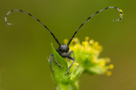 Insecto Longicornio (Emphitoecia alboliturata) sobre flor con polen en la antena