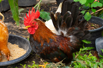 Chicken feed drop freely within the park.