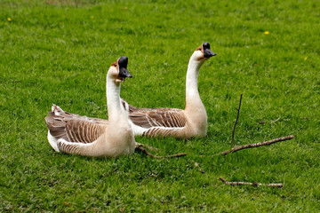 Paar chinese gooses