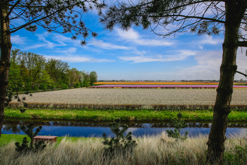 Tulpenfelder in Holland im Frühling