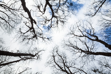 Bare trees