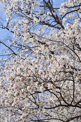 Cherry blossoms in Japan