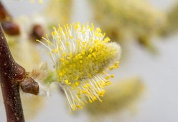 Pussy willow full of pollen