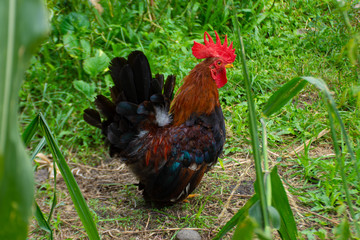Chicken feed drop freely within the park.
