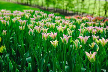 Tulpen in Holland im Fr&uuml;hling