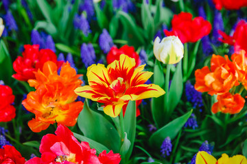 Tulpen in Holland im Fr&uuml;hling