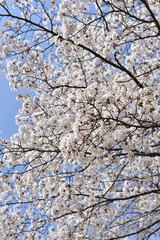Cherry blossoms in Japan