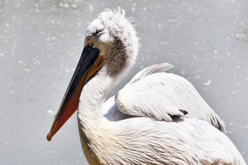 il pellicano sulle rive del laghetto