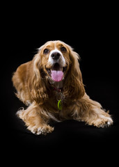 a yellow cocker dog lying down facing front to the camera with a black background