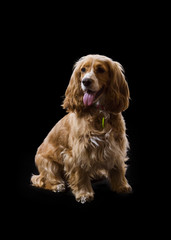 a yellow cocker with white looking in front with his face looking to the left with his tongue out and on a black background