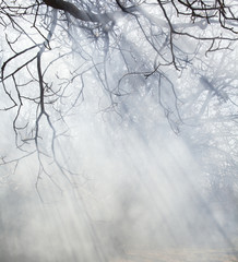 Sunrays in the foggy leafless forest