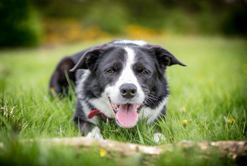 Border Collie with a stick