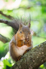 Naklejka na ściany i meble Squirrel with walnut on the tree