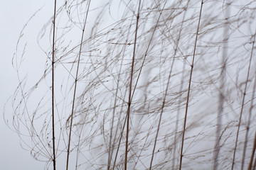 Dry grass against the gray sky