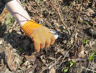Hand pruning the rose shrub