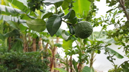 Fresh bergamot and leaves on tree