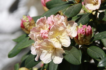 rosafarbene rhododendronblüte