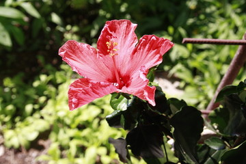 hibiskusblüte © Simone