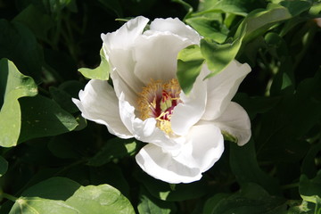 aufgebl&uuml;hte pfingstrose in weiss