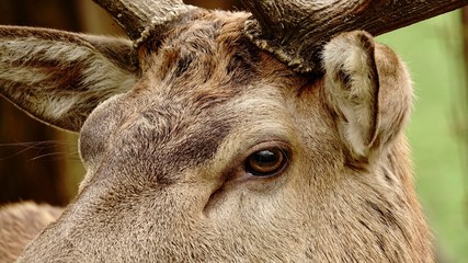 Hirschkopf, Hirsch portrait, Hirsch ganz nah
