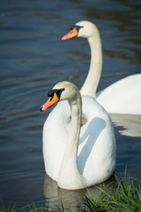 Swan couple on a river. Portrait.