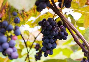 Clusters of dark blue grapes