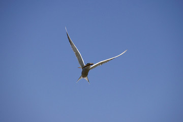 Common tern in flight with caught fish in beak