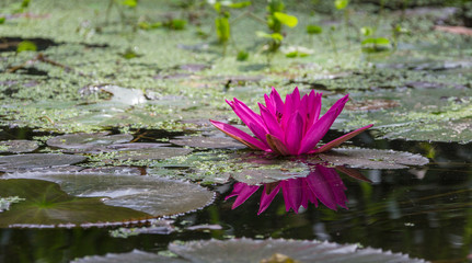 Beautiful Pink Water Lotus