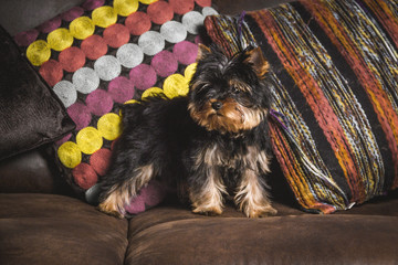  a yorkshire puppy standing on the furniture looking to the right with two cushions in the background