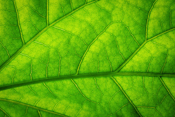 Naklejka na ściany i meble Fresh green leaf texture macro background close-up