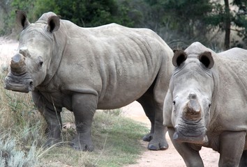 Obraz premium White rhino in the Cape, South Africa