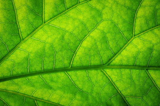 Fresh green leaf texture macro background close-up