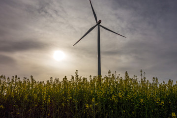 Windrad im Rapsfeld