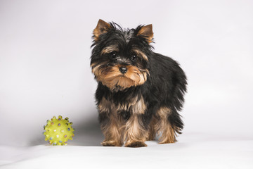 a yorkshire dog with his yellow ball watching from front on a white background