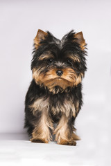  the face of a yorkshire puppy looking in front on a white background
