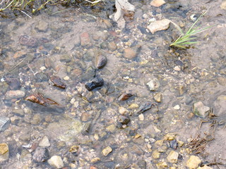 Water flowing from the depths of the earth on the river bank