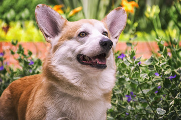 the face of a corgi dog sitting on the grass looking to the right and with roses in the background