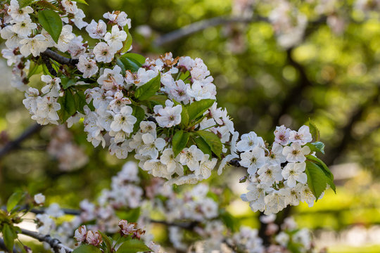 Prunus avium Picota