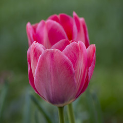 Fototapeta premium Red tulips, macro